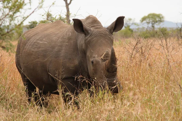 Breitmaulnashorn Square Lipped Rhinoceros Ceratotherium Simum — Fotografia de Stock