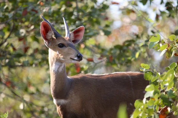 Buschbock Bushbuck Tregelaphus脚本 — 图库照片