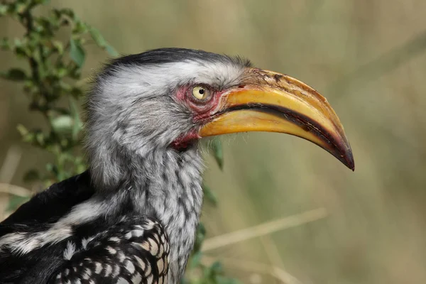 Suedlicher Gelbschnabeltoko Southern Yellow Billed Hornbill Tockus Leucomelas — Stock Photo, Image