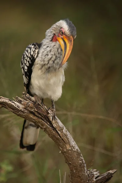 Suedlicher Gelbschnabeltoko Southern Yellow Billed Hornbill Tockus Leucomelas — Stock Photo, Image