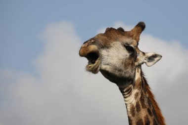 Giraffe / Giraffe / Giraffa Camelopardalis