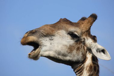 Giraffe / Giraffe / Giraffa Camelopardalis