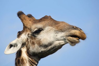 Giraffe / Giraffe / Giraffa Camelopardalis