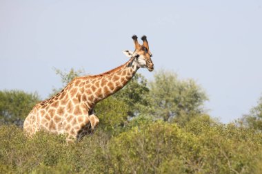Giraffe / Giraffe / Giraffa Camelopardalis