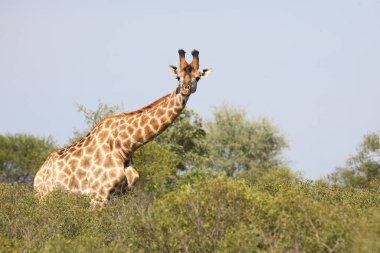 Giraffe / Giraffe / Giraffa Camelopardalis