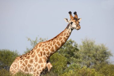 Giraffe / Giraffe / Giraffa Camelopardalis