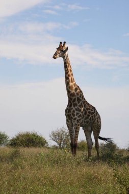 Giraffe / Giraffe / Giraffa Camelopardalis