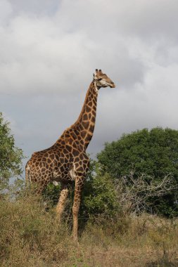 Giraffe / Giraffe / Giraffa Camelopardalis