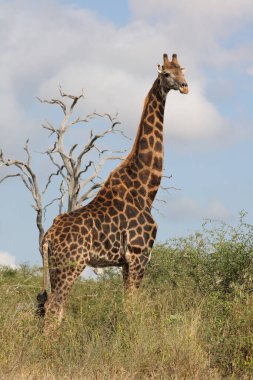 Giraffe / Giraffe / Giraffa Camelopardalis