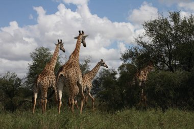 Giraffe / Giraffe / Giraffa Camelopardalis