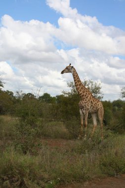 Giraffe / Giraffe / Giraffa Camelopardalis