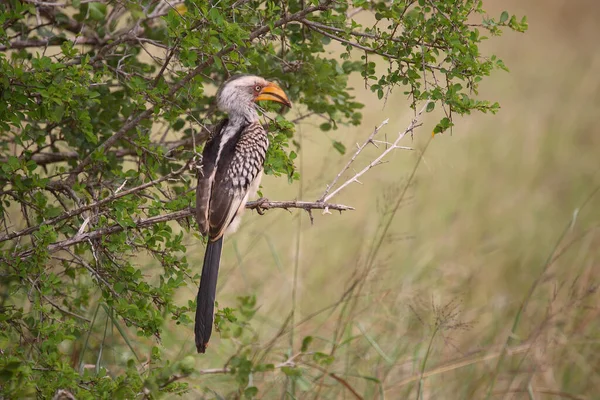 Suedlicher Gelbschnabeltoko Southern Yellow Billed Hornbill Tockus Leucomelas — Stock Photo, Image