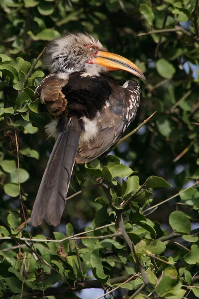 Suedlicher Gelbschnabeltoko Hornbill Bico Amarelo Sul Tockus Leucomelas — Fotografia de Stock