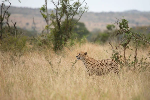 Gepard Cheetah Acinonyx Jubatus — Stock Photo, Image