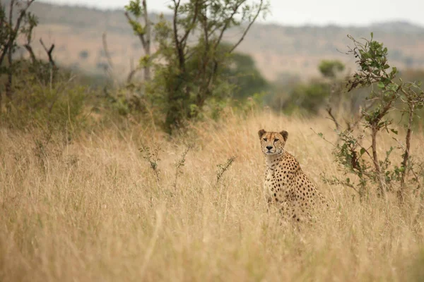 Gepard Cheetah Acinonyx Jubatus — Fotografie, imagine de stoc