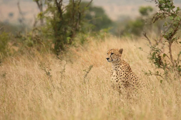 Gepard Cheetah Acinonyx Jubatus — Stockfoto