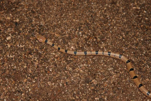 Getigerte Katzennatter Common Tiger Snake Telescopus Semiannulatus Semiannulatus — Stock Photo, Image