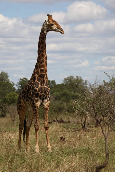 Giraffe Giraffe Giraffa Camelopardalis — ストック写真