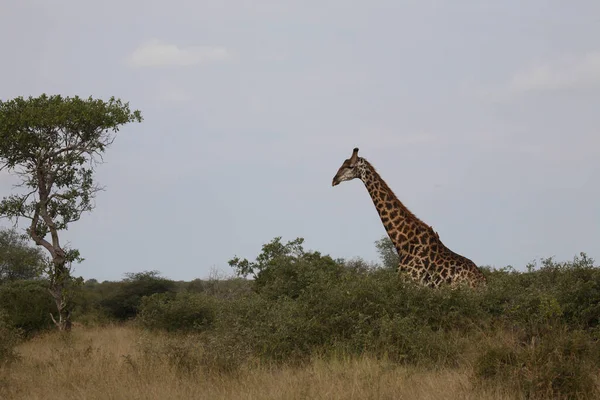 Giraffe Giraffe Giraffa Camelopardalis — Stockfoto