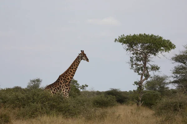 Giraffe Giraffe Giraffa Camelopardalis — ストック写真