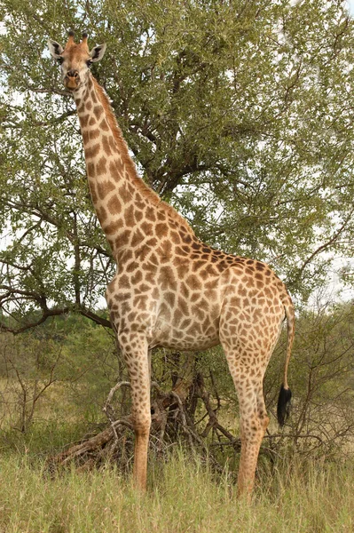 Giraffe Giraffe Giraffa Camelopardalis — Φωτογραφία Αρχείου