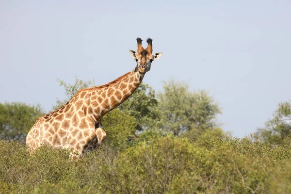 Giraffe Giraffe Giraffa Camelopardalis — Stok fotoğraf