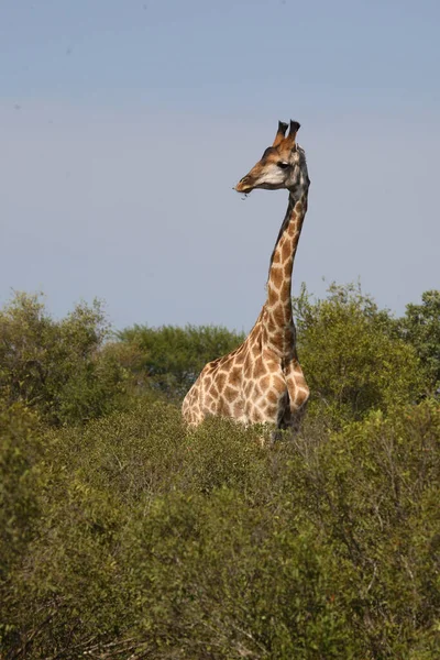 Giraffe Giraffe Giraffa Camelopardalis — Φωτογραφία Αρχείου