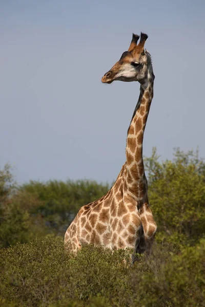 Giraffe Giraffe Giraffa Camelopardalis — Stok fotoğraf