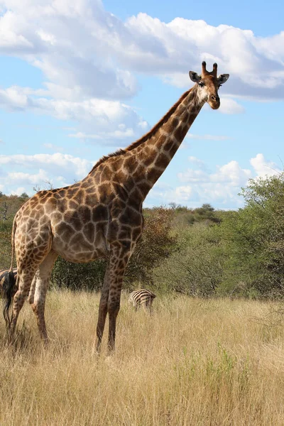 Giraffe Giraffe Giraffa Camelopardalis — Foto de Stock