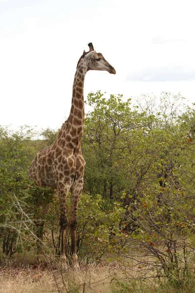 Giraffe Giraffe Giraffa Camelopardalis — Stock fotografie