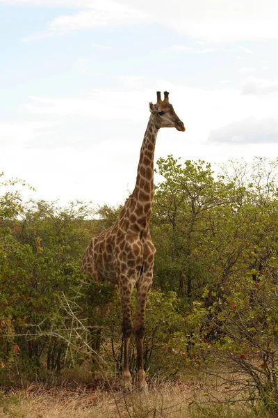 Giraffe Giraffe Giraffa Camelopardalis — Φωτογραφία Αρχείου