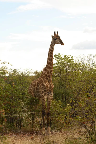 Giraffe Giraffe Giraffa Camelopardalis — ストック写真