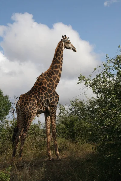 Giraffe Giraffe Giraffa Camelopardalis — Stock Photo, Image