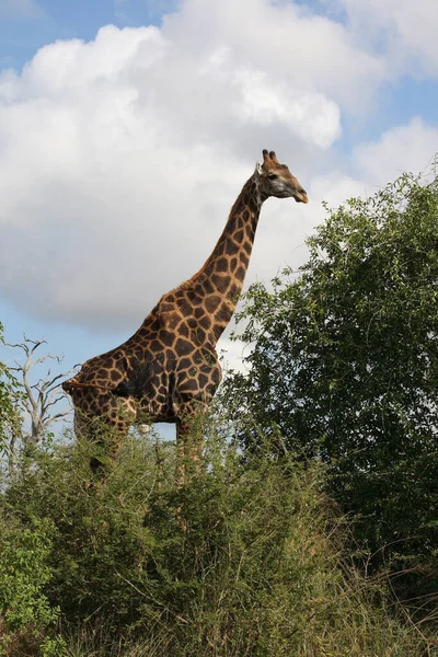 Giraffe Giraffe Giraffa Camelopardalis — ストック写真