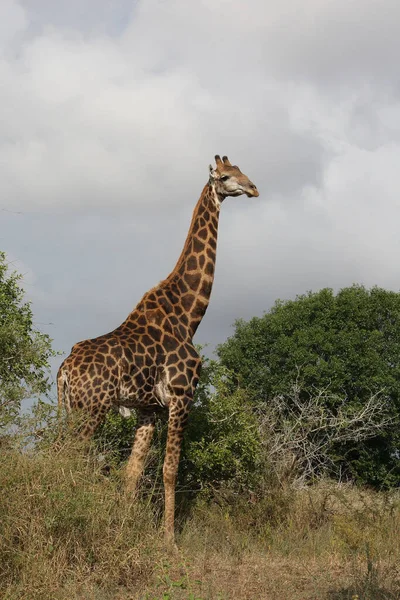 Giraffe Giraffe Giraffa Camelopardalis — Stock Fotó