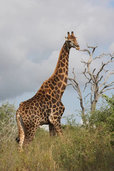 Giraffe Giraffe Giraffa Camelopardalis — Foto de Stock