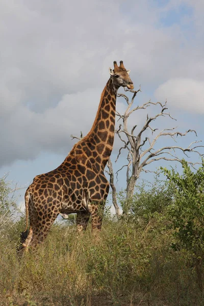 Giraffe Giraffe Giraffa Camelopardalis — стоковое фото