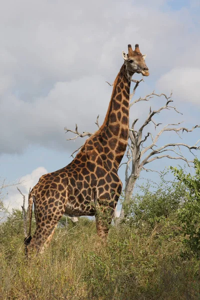 Giraffe Giraffe Giraffa Camelopardalis — стоковое фото