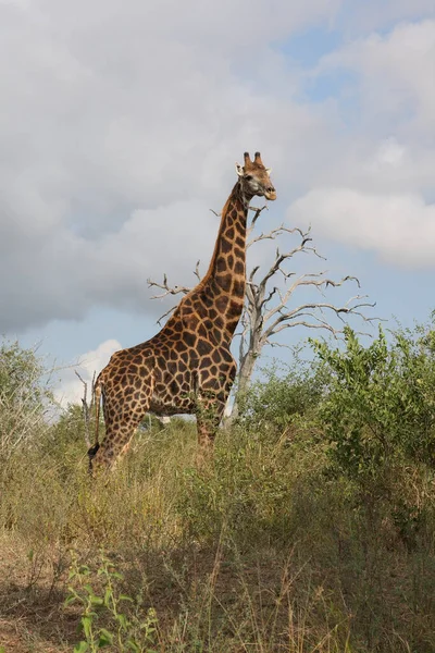 Giraffe Giraffe Giraffa Camelopardalis — Stok fotoğraf