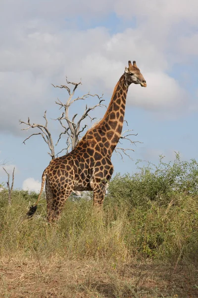 Giraffe Giraffe Giraffa Camelopardalis — стоковое фото