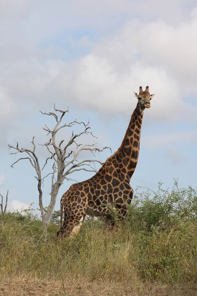 Giraffe Giraffe Giraffa Camelopardalis — Stok fotoğraf