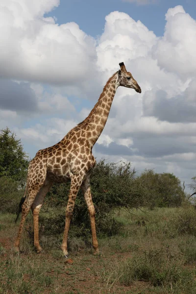 Giraffe Giraffe Giraffa Camelopardalis — Zdjęcie stockowe