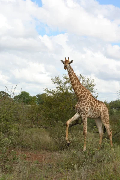 Giraffe Giraffe Giraffa Camelopardalis — Stockfoto