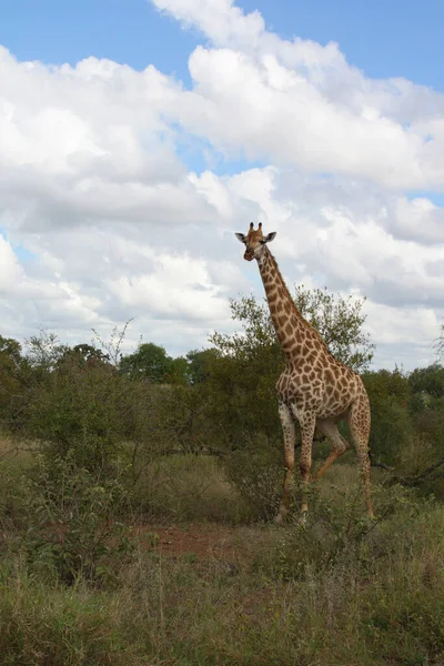 Giraffe Giraffe Giraffa Camelopardalis — Stockfoto