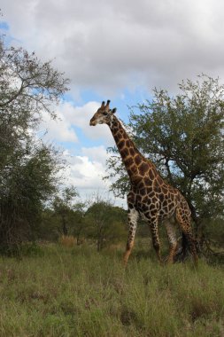 Giraffe / Giraffe / Giraffa Camelopardalis