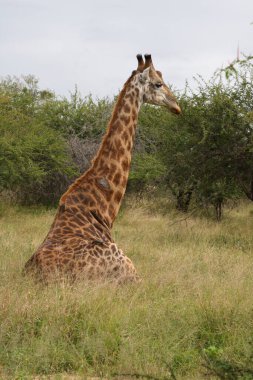 Giraffe / Giraffe / Giraffa Camelopardalis