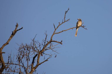 Grautoko / Grey Hornbill / Tockus nasutus
