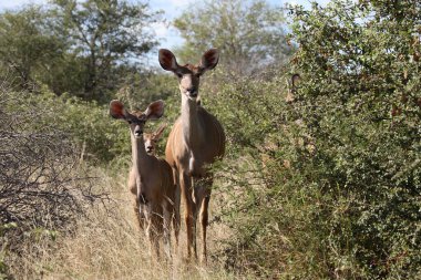 Grosser Kudu / Greater Kudu / Tragelaphus strepsiceros