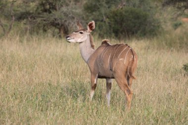 Grosser Kudu / Greater Kudu / Tragelaphus strepsiceros