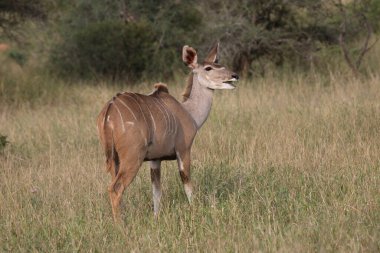 Grosser Kudu / Greater Kudu / Tragelaphus strepsiceros